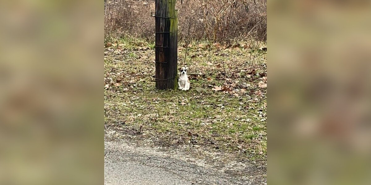 Driver Glances Out Window — And Spots Someone Tiny Tied To A Broken Tree