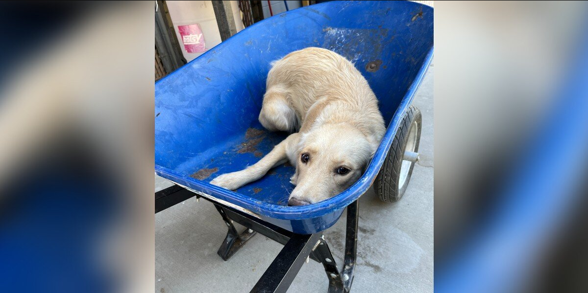 People See Shelter Dog In A Wheelbarrow — And Realize She’s Moments Away From Being Put Down