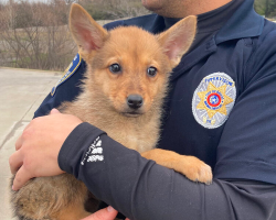 Rescuers Find ‘Mystery Animal’ By Dumpster — And Can’t Figure Out What He Is