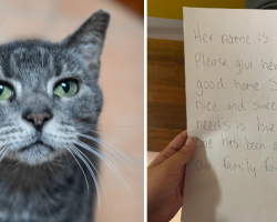 Senior Cat Left Outside Shelter With Heartbreaking Note Still Waiting For A Home