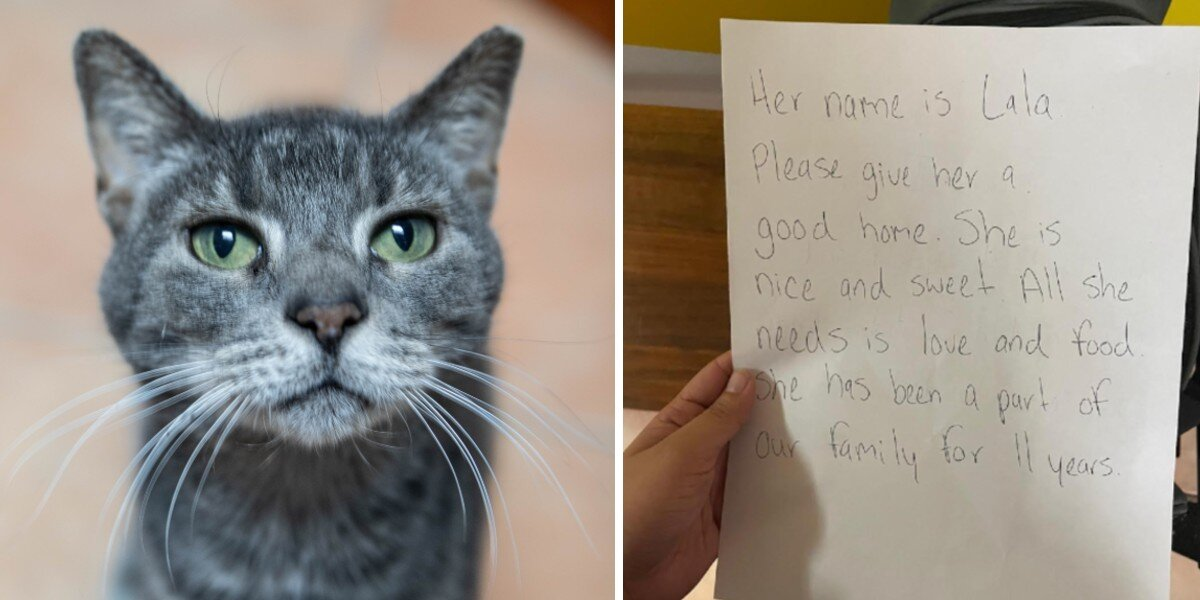 Senior Cat Left Outside Shelter With Heartbreaking Note Still Waiting For A Home