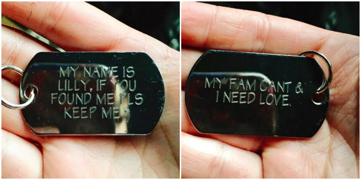 Woman Finds Shivering Dog On Highway With Heartbreaking Message On Her Tag