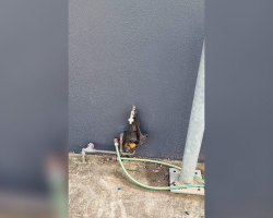 Helpless Bat Hangs From Water Tap, Hoping Someone Will Notice
