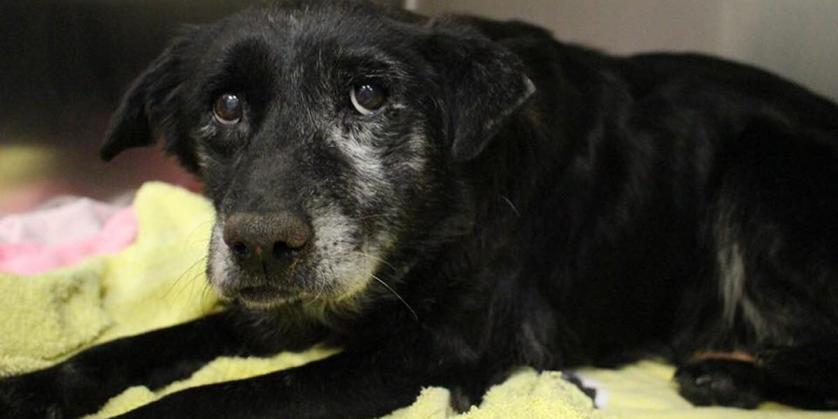 Sweet 14-Year-Old Shelter Dog Finds a Family — Just in Time for Christmas