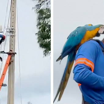 Utility Worker Gets The Sweetest Surprise Snuggle From A Wild Parrot On The Job