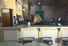 Enterprising Bear Breaks Into Ice Cream Shop — And Becomes Its Most Adorable “Manager” Ever
