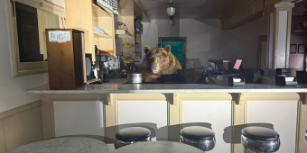 Enterprising Bear Breaks Into Ice Cream Shop — And Becomes Its Most Adorable “Manager” Ever