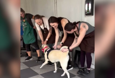 Overlooked Shelter Dog Realizes Goodbye Party Is For Her — And Her Reaction Says It All