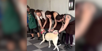 Overlooked Shelter Dog Realizes Goodbye Party Is For Her — And Her Reaction Says It All