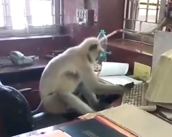 Employees Arrive At Work — And Find A Wild Monkey Running The Office