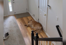Dog’s Reaction To Little Boy’s First Day Of School Leaves Parents In Tears