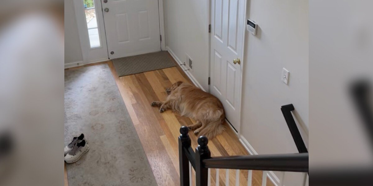 Dog’s Reaction To Little Boy’s First Day Of School Leaves Parents In Tears