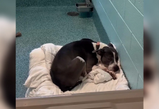 Shelter Dog Has Spent 3 Long Years Curled Up In Her Kennel, Still Waiting To Be Chosen