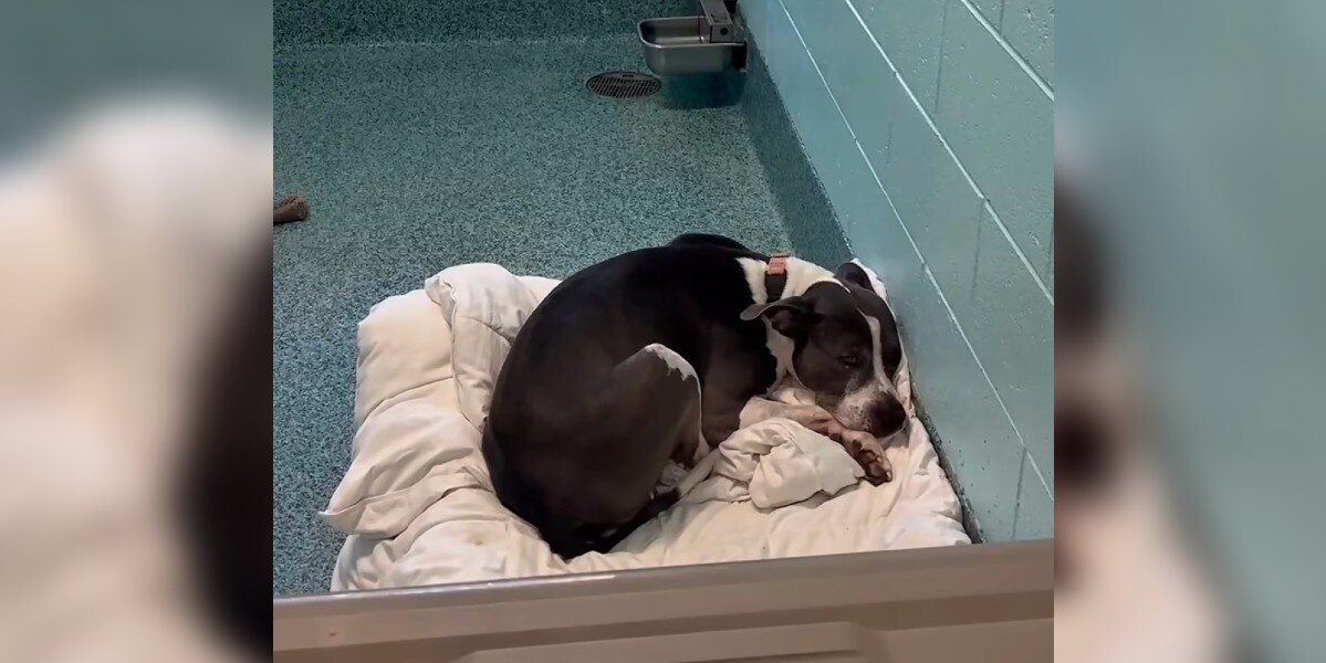 Shelter Dog Has Spent 3 Long Years Curled Up In Her Kennel, Still Waiting To Be Chosen