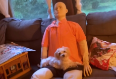 Anxious Little Dog Meets A Creepy Life-Size Doll — And Finds His New Best Friend
