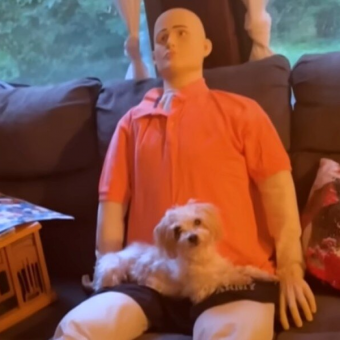 Anxious Little Dog Meets A Creepy Life-Size Doll — And Finds His New Best Friend