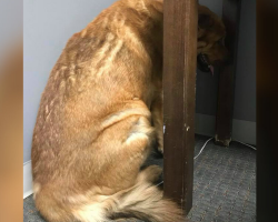 Dog Loses His Person And Refuses To Look At Anyone — Until One Man Changes Everything