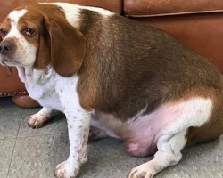 Dog Was Nearly Put Down For Being ‘Too Fat’ — But Look At Her Now