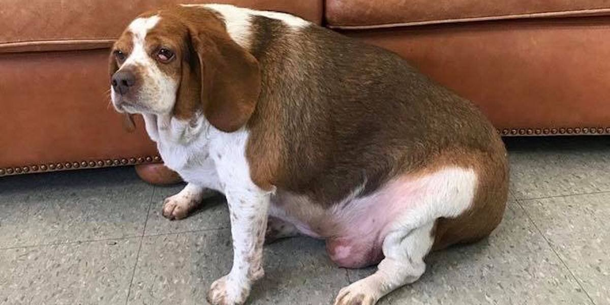 Dog Was Nearly Put Down For Being ‘Too Fat’ — But Look At Her Now