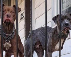 Dog Brothers Abandoned On Porch Watch People Pass By — Hoping Someone Would Stop