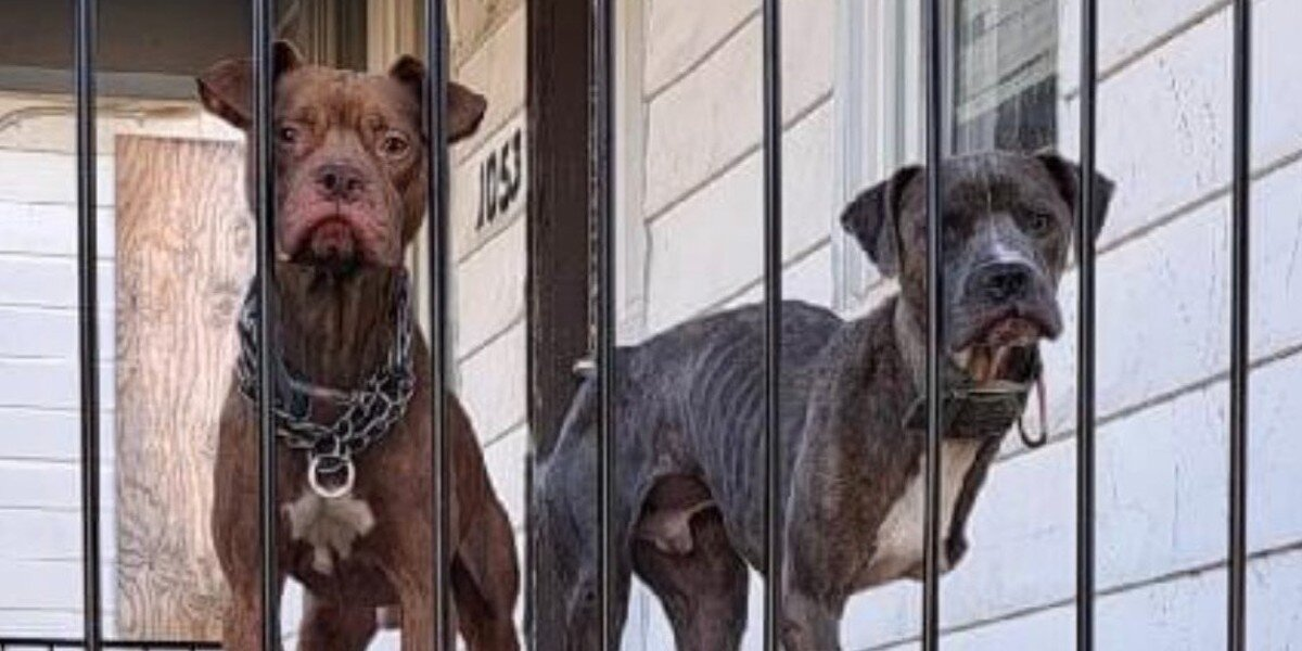 Dog Brothers Abandoned On Porch Watch People Pass By — Hoping Someone Would Stop