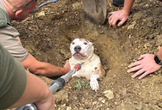 Dog Goes Outside To Do His Business — And Ends Up Needing A Full Rescue Crew