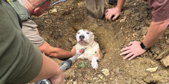 Dog Goes Outside To Do His Business — And Ends Up Needing A Full Rescue Crew