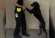 Frightened Shelter Pup Refuses To Leave His Kennel — Unless Someone Holds His Paws