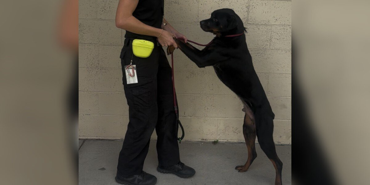 Frightened Shelter Pup Refuses To Leave His Kennel — Unless Someone Holds His Paws