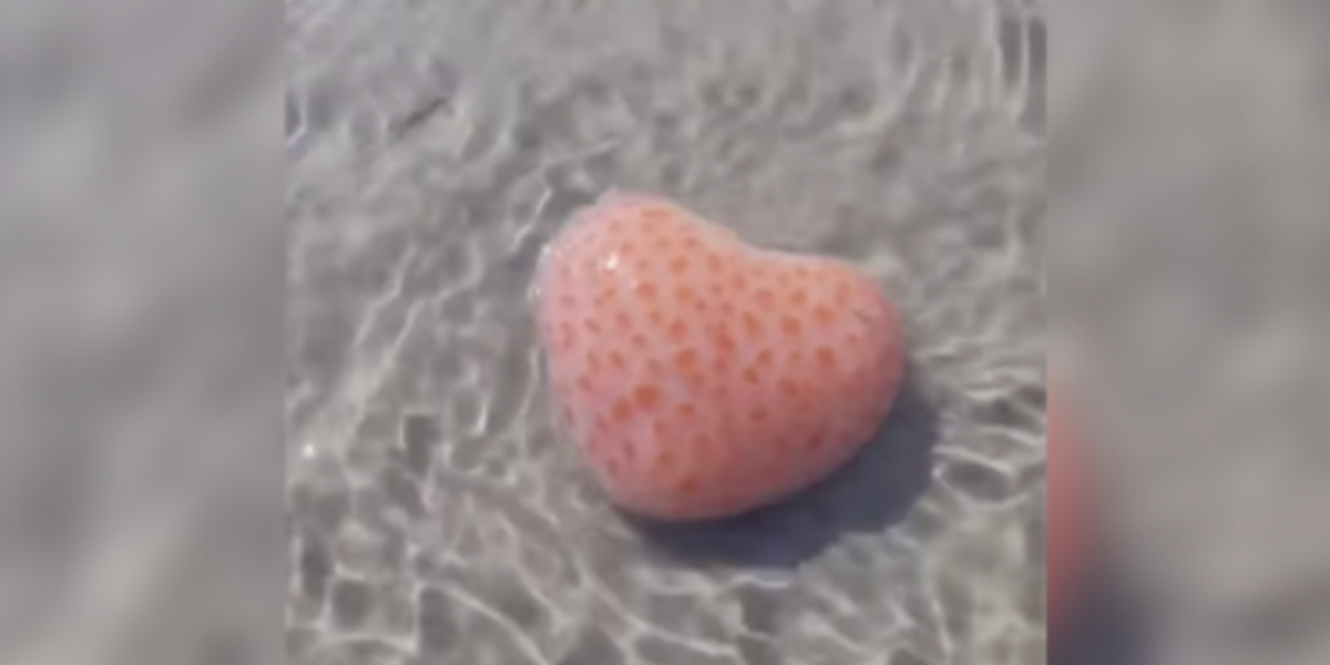 Beachgoer Stumbles Upon a Heart-Shaped Mystery in the Sand — And Scientists Love What She Found