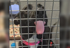 Shelter Dog Who’s Been Overlooked For 400 Days Just Wants To Give Someone Kisses