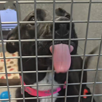 Shelter Dog Who’s Been Overlooked For 400 Days Just Wants To Give Someone Kisses