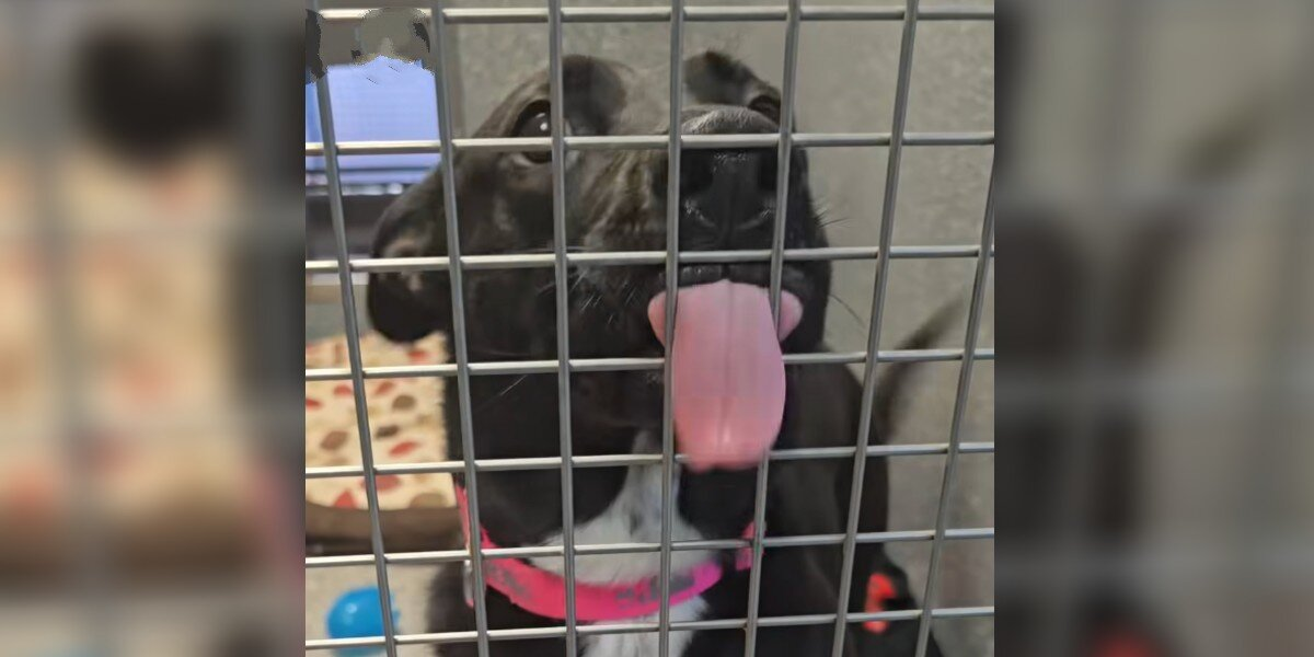 Shelter Dog Who’s Been Overlooked For 400 Days Just Wants To Give Someone Kisses