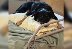 Mysterious Dog Keeps Sneaking Into Nursing Home — Until Everyone Realizes Why