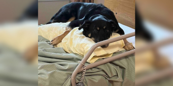 Mysterious Dog Keeps Sneaking Into Nursing Home — Until Everyone Realizes Why