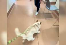 Shelter Puppy Runs Toward Her New Family — Only To Be Returned A Week Later