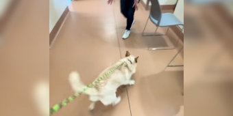 Shelter Puppy Runs Toward Her New Family — Only To Be Returned A Week Later