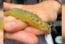 Wildlife Photographer Does A Double Take After Spotting A ‘Moving Pickle’ In The Woods