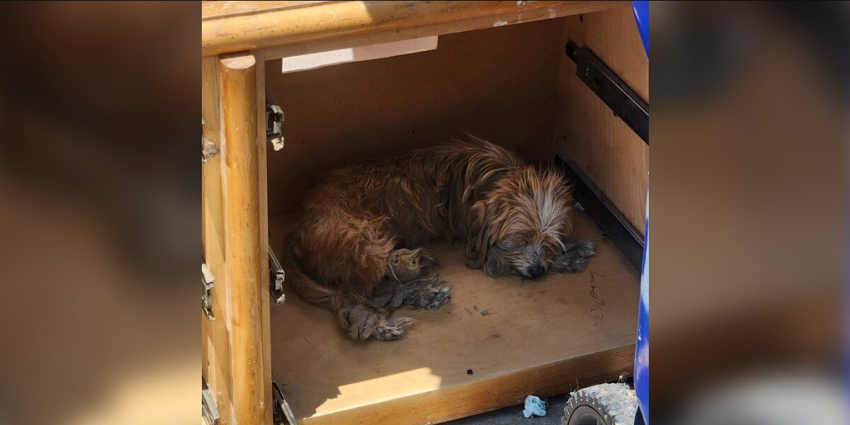 Abandoned Pups Found Sleeping In Broken Furniture Finally Learn What It Means To Be Loved