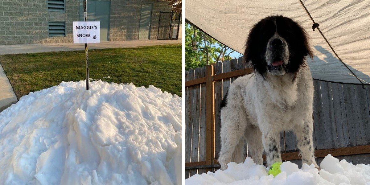 Family Builds a Mountain of Snow So Their Dog Can Experience Her Favorite Thing One Last Time