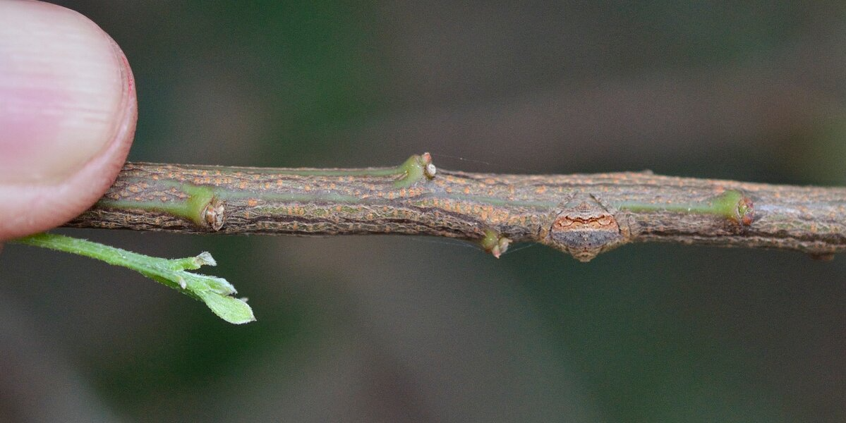 Little Spider Is A Master Of Disappearing Right Before Your Eyes