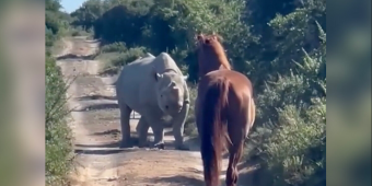 Horse and Wild Rhino Share a Rare Moment — And Everyone Walks Away Amazed