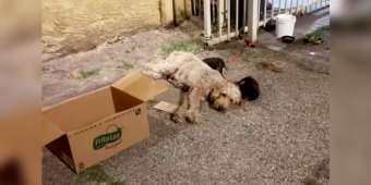 Rescuers Rush To Help Dog Found Chained To Railing Beside A Box Of Tiny Puppies