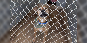 Sweet Dog With The Biggest Smile Has Waited Over 2,500 Days For Someone To Love Him