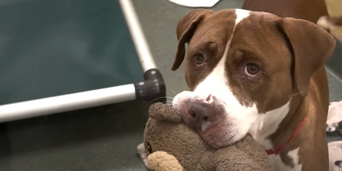 Senior Shelter Dog Offers Her Stuffed Toys To Everyone Who Walks By Her Kennel