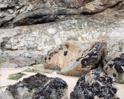 Man Spots “Rock” On Beach — Then Realizes It’s Looking Back At Him