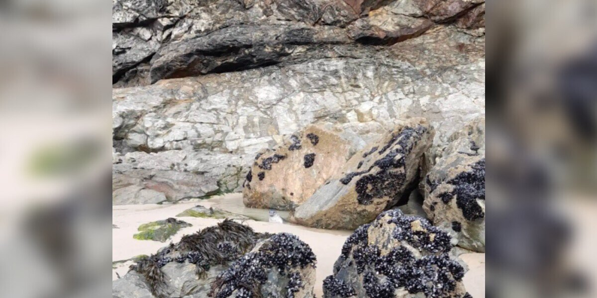 Man Spots “Rock” On Beach — Then Realizes It’s Looking Back At Him