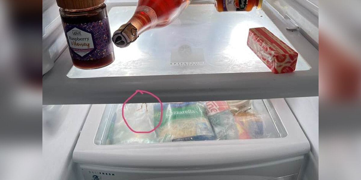 Woman Cleans Out Her Smelly Fridge — And Ends Up Saving A Tiny Life She Never Knew Was There