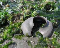 ‘Broken Plunger’ Found on the Beach Turns Out To Be Alive — and Full of Babies