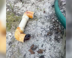 Woman Spots PVC Pipe Wiggling In Her Yard — And Realizes Someone’s Living Inside